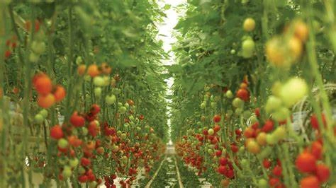 Plant Food Production